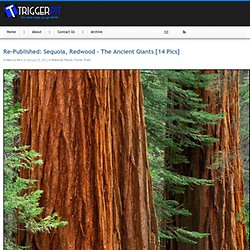 Sequoia, Redwood - The Ancient Giants