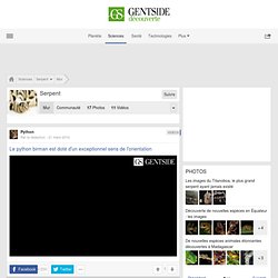 Serpent : news, Définition, photos, vidéos, dossiers, fonds d'écran, membres - Maxisciences