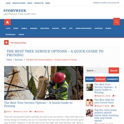 The Best Tree Service Options – A Quick Guide to Pruning - Storyweek