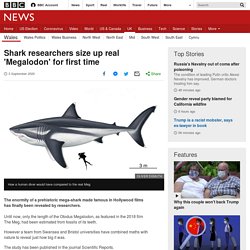 Shark researchers size up real 'Megalodon' for first time