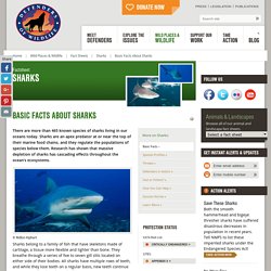 Basic Facts About Sharks