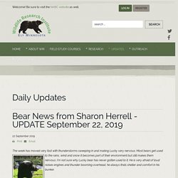 Bear News from Sharon Herrell - UPDATE September 22, 2019