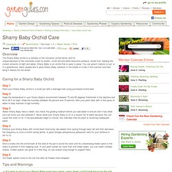 Sharry Baby Orchid Care