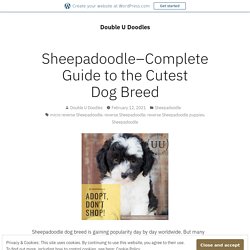 Sheepadoodle–Complete Guide to the Cutest Dog Breed – Double U Doodles