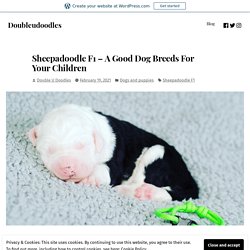 Sheepadoodle F1 – A Good Dog Breeds For Your Children – Doubleudoodles