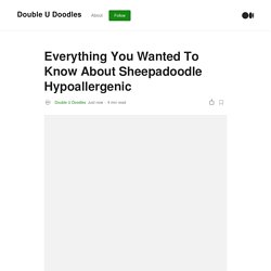 Everything You Wanted To Know About Sheepadoodle Hypoallergenic