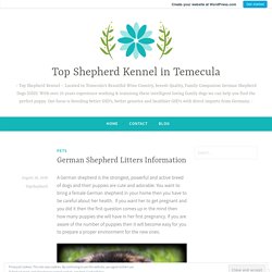 German Shepherd Litters Information – Top Shepherd Kennel in Temecula