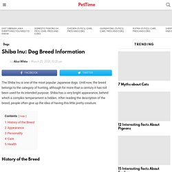 Shiba Inu: Dog Breed Information - PetTime