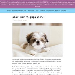 Shih tzu pups online - shih tzu puppy near me