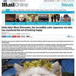 Hello kitty! Meet Shironeko, the incredibly calm Japanese cat who has mastered the art of looking happy