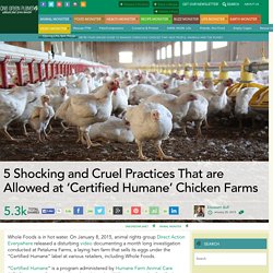 5 Shocking and Cruel Practices That are Allowed at ‘Certified Humane’ Chicken Farms