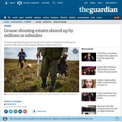Grouse shooting estates shored up by millions in subsidies
