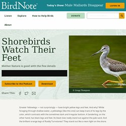 Shorebirds Watch Their Feet