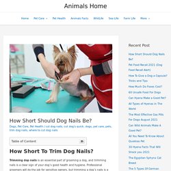 How Short Should Dog Nails Be? - Animals Home