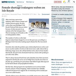Female shortage endangers wolves on Isle Royale