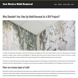 Why Shouldn’t You Take Up Mold Removal As A DIY Project?
