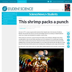 This shrimp packs a punch