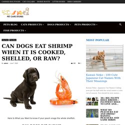 Can Dogs Eat Shrimp When It is Cooked, Shelled, Or Raw? - PetCareStores