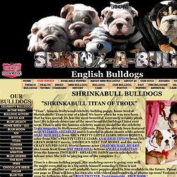 Shrinkabull English Bulldog photos blue bulldogs for sale