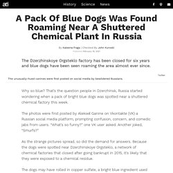 Blue Dogs Found Near Shuttered Russian Chemical Plant