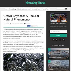 Crown Shyness: A Peculiar Natural Phenomenon