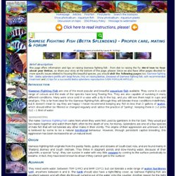 Siamese Fighting Fish Care And Forum