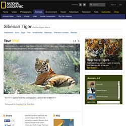 Siberian Tigers, Siberian Tiger Pictures, Siberian Tiger Facts