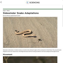 Sidewinder Snake Adaptations