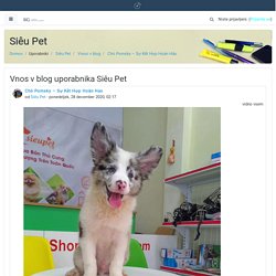 Siêu Pet: Chó Pomsky – Sự Kết Hợp Hoàn Hảo