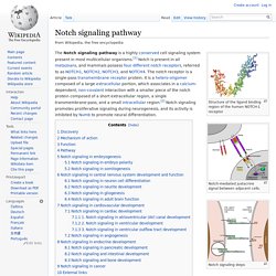 Notch signaling pathway