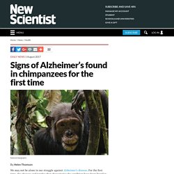 Signs of Alzheimer’s found in chimpanzees for the first time