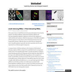 small silencing RNAs. I: Piwi-interacting RNAs.