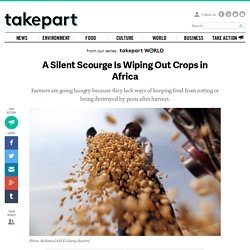 A Silent Scourge Is Wiping Out Crops in Africa