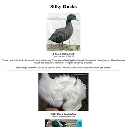 Silky Ducks
