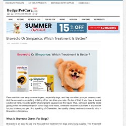 Bravecto Or Simparica: Which Treatment Is Better? - BudgetPetCare.com