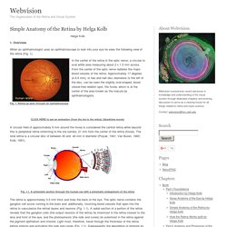 Simple Anatomy of the Retina by Helga Kolb