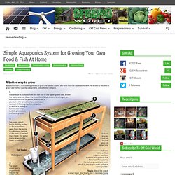 Simple Aquaponics System For Growing Your Own Food & Fish At Home