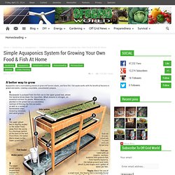 Simple Aquaponics System for Growing Your Own Food & Fish At Home