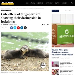 Singapore's adorable otters are showing their daring side