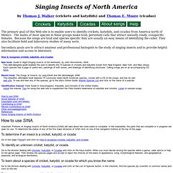 Singing Insects of North America