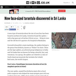 New face-sized tarantula discovered in Sri Lanka