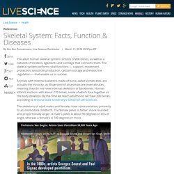 Skeletal System: Facts, Function &amp; Diseases