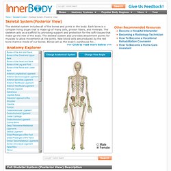 Skeletal System – Posterior (Back) View