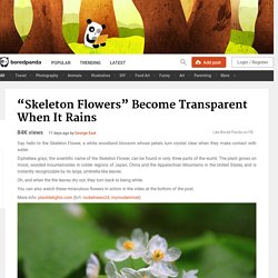 “Skeleton Flowers” Become Transparent When It Rains