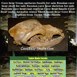 cave bear skeleton fossils for sale Ursus spelaeus fossils casts replicas