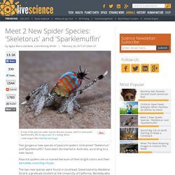 Meet 2 New Spider Species: 'Skeletorus' and 'Sparklemuffin'