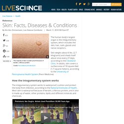 Skin: Facts, Diseases & Conditions