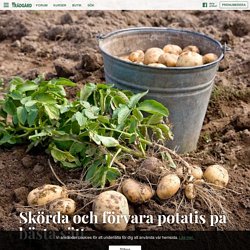 Skörda och förvara potatis på bästa sätt