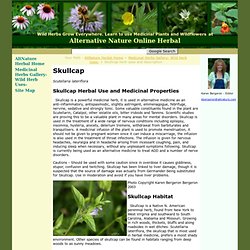 Skullcap herb uses and description