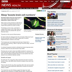 Sleep 'boosts brain cell numbers'